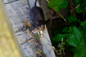 Pest-Proofing for the Australian Winter: Tips and Best Practices