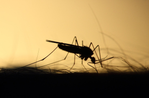 Don't Let Mosquitoes Ruin Your Christmas Cheer: Quick and Easy Tips