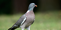 Bird Pest Control