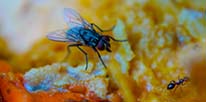 Flying Insect Pest Control