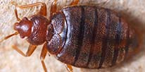 Bed Bugs Pest Control