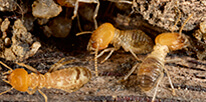 Termite Control Sydney
