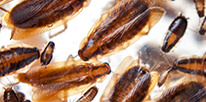 Cockroach Pest Control