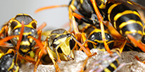 Wasp Pest Control