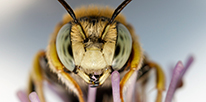 Bee Pest Control