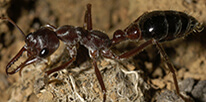 Ant Pest Control