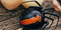Spider Pest Control