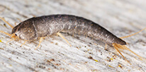 Silverfish Pest Control