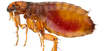 Flea Pest Control